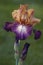 German iris flower