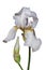 German iris flower