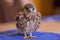 German kestrel gets his medicine on a towel