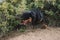 German line rottweiler enjoying a day of hunting