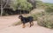 German line rottweiler enjoying a day of hunting