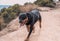 German line rottweiler enjoying a day of hunting