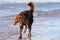 A German longhaired Pointer