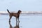 A German longhaired Pointer on the beach