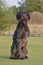 German longhaired pointer. Happy outdoors On the green lawn.