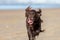 A German longhaired Pointer running on the beach