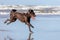 A German longhaired Pointer running on the beach