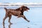 A German longhaired Pointer running on the beach