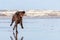 A German longhaired Pointer running on the beach