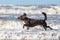 German longhaired Pointer running on the beach