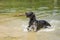 German mastiff running in water with stick in mouth