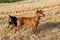 German miniature Pinscher