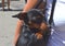 German miniature pinscher pet dog sitting hidden in its owner`s handbag on a busy city street