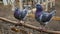 German Modena couple pigeon. Decorative colorful pigeons