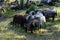 German moorland sheep at a watering hole on the Lunenburger Heath