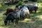 German moorland sheep at a watering hole on the Lunenburger Heath