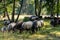 German moorland sheep at a watering hole on the Lunenburger Heath