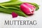 German Mother`s day card with word Muttertag Mother`s day tulip and hearts