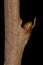 German Myricaria Myricaria germanica. Lateral Bud Closeup