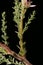 German Myricaria (Myricaria germanica). Peduncle Closeup