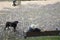 German people bring black dog sit on bench and rest in public park