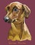 German Pinscher colorful vector hand drawing portrait