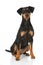 German pinscher dog