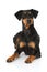 German pinscher dog