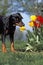 GERMAN PINSCHER DOG, ADULT SMELLING A TULIP