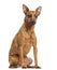 German Pinscher sitting, isolated