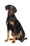 German Pinscher sitting on white background