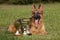 German Sheepdog with cups laying on the grass