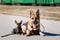 German Sheepdog And Miniature Pinscher Pincher Sitting Together