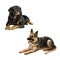 German shepard dog and Rottweiler laying down