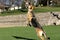 German Shepard jumping for his ball showing teeth horizontal