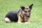 German Shepard Laying in Grass with Ball