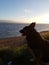 German Shepard looking out at sea