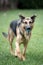 German Shepard Running in Grass with Ball