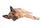 German shephard dog laying