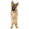 German shepherd (7 months) alsatian, police dog