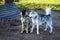 German Shepherd and Alaskan Malamute dogs