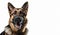 German Shepherd Angry closeup pose on isolated white background