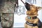 German shepherd army dog trained to detect explosives