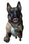 German Shepherd Attacks - includes clipping path