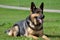 German Shepherd attentive lying in the meadow