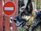 German shepherd on the background of the sign no entry.