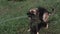 German shepherd bathes under a hose with clean cold water