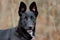 German Shepherd Belgian Malinois mixed breed