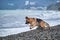 German Shepherd black and red color runs on pebbly beach of sea and enjoys life. Active walk with dog in fresh air near the ocean