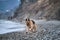 German Shepherd black and red color runs on pebbly beach of sea and enjoys life. Active walk with dog in fresh air near the ocean